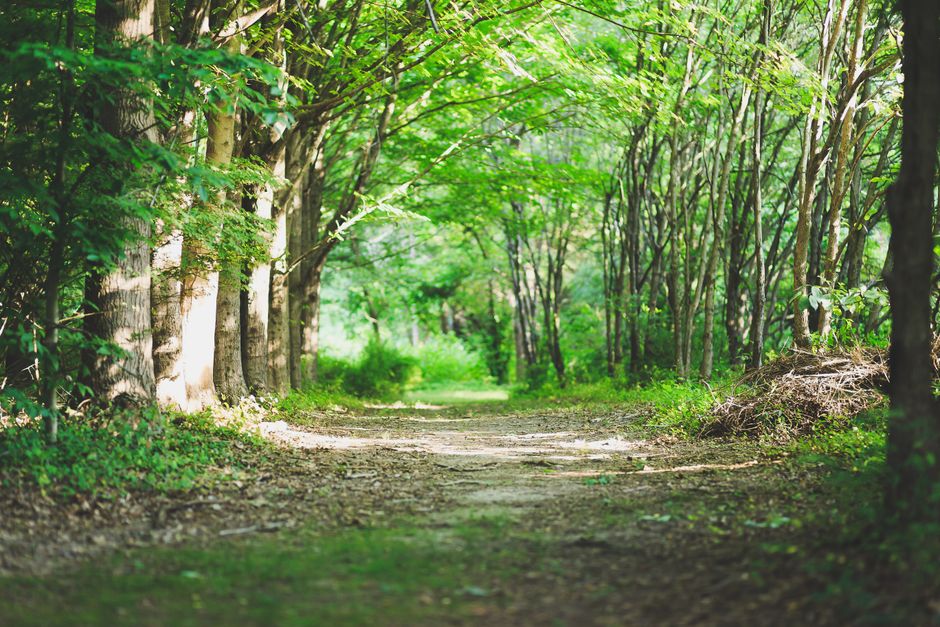 A Balanced Approach To Wellness: A Beginner's Guide
