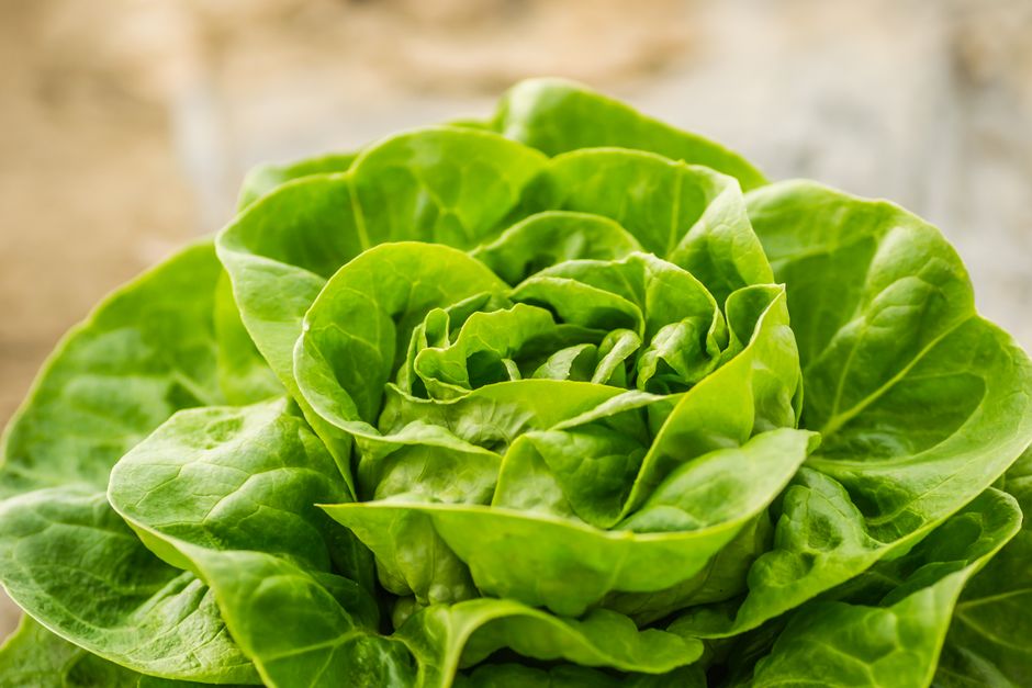 A Gentler Way to Approach Metabolism: What It Is And What It Is Not, Step by Step