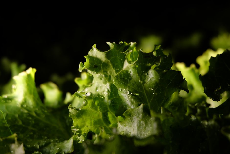 Metabolism: What It Is And What It Is Not: Questions Worth Asking