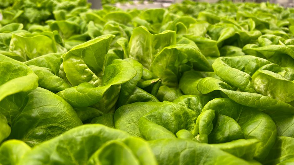 Rethinking Why Fibre Helps You Feel Full, Minus the Overwhelm