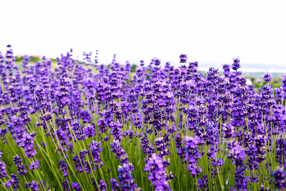 The Quiet Importance Of Rest: Myths and Facts