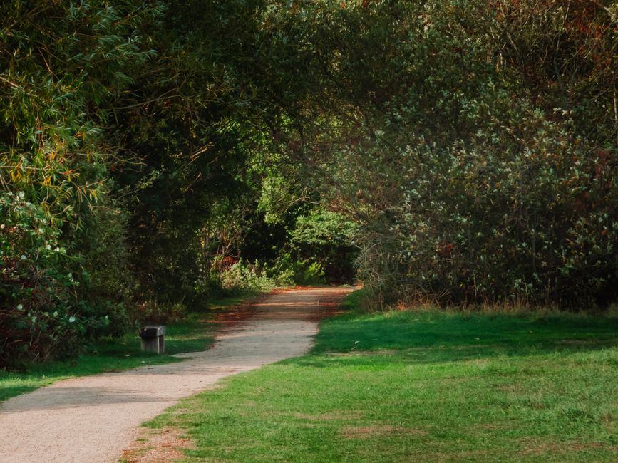 Understanding Walking: The Most Underrated Exercise in Plain Terms, Made Simple