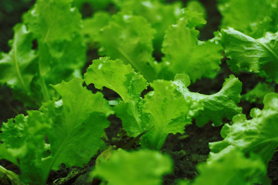 Why Fibre Helps You Feel Full: What Changes With Age